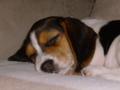Beagle Beagle