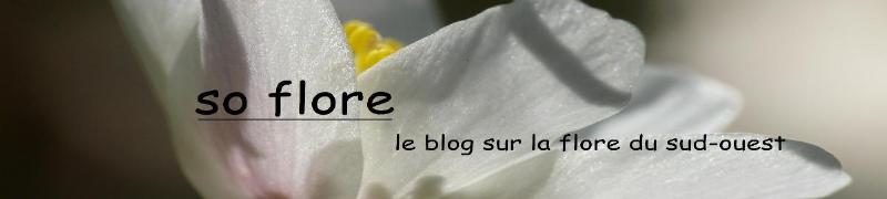 Le blog de so-flore.over-blog.com