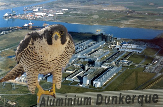 Le Faucon Pelerin d' Aluminium Dunkerque